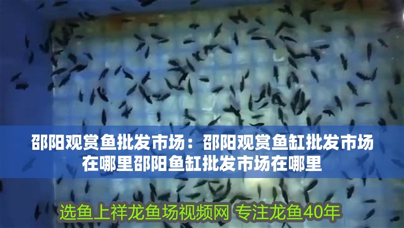 邵陽觀賞魚批發市場：邵陽觀賞魚缸批發市場在哪里邵陽魚缸批發市場在哪里