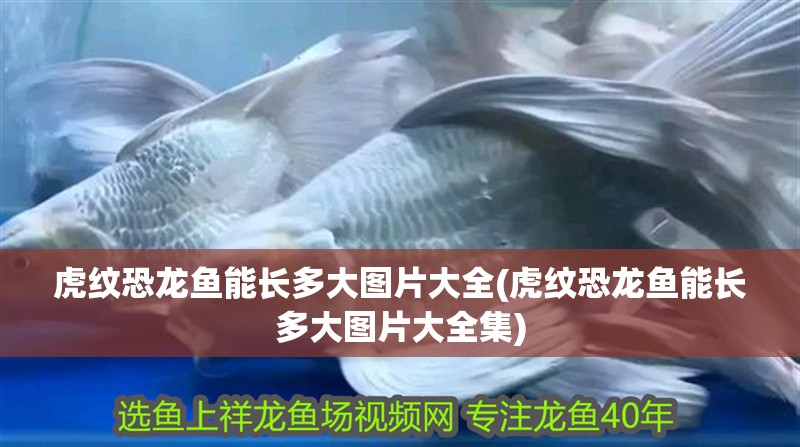 虎紋恐龍魚能長多大圖片大全(虎紋恐龍魚能長多大圖片大全集)