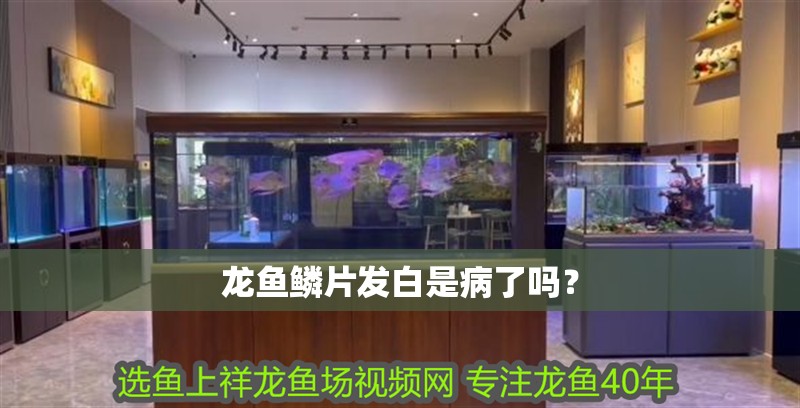 龍魚(yú)鱗片發(fā)白是病了嗎？