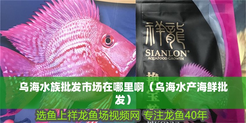 烏海水族批發(fā)市場(chǎng)在哪里啊（烏海水產(chǎn)海鮮批發(fā)）