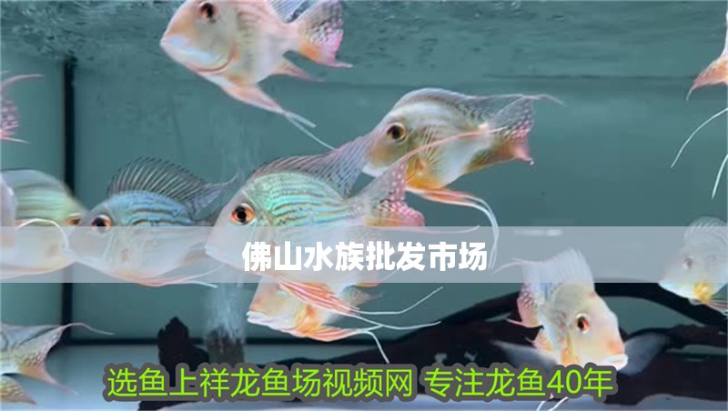 佛山水族批發(fā)市場(chǎng)