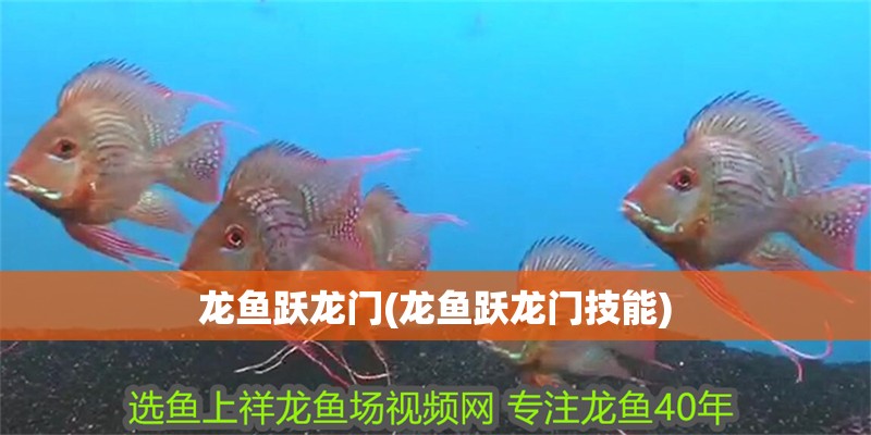 龍魚躍龍門(龍魚躍龍門技能)