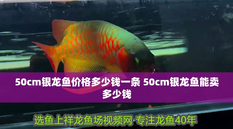 50cm銀龍魚價格多少錢一條 50cm銀龍魚能賣多少錢