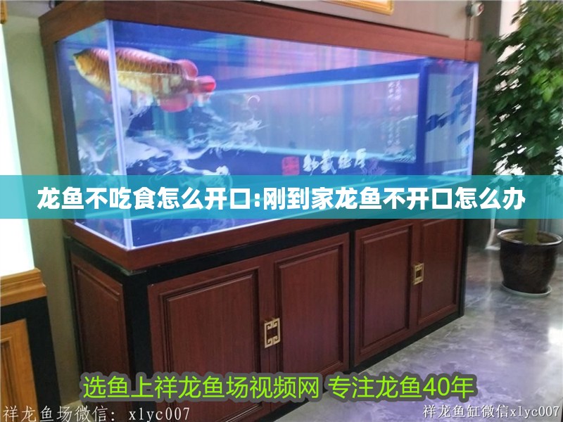 龍魚不吃食怎么開口:剛到家龍魚不開口怎么辦