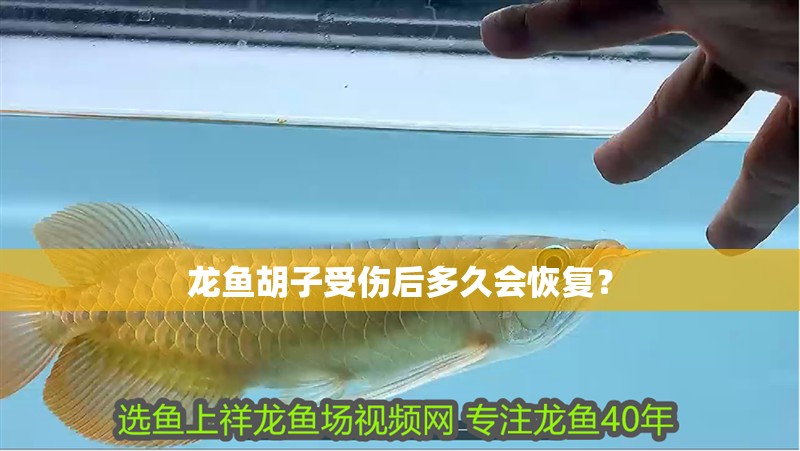 魚缸過(guò)濾器選購(gòu)指南:自制魚缸過(guò)濾器魚缸上置過(guò)濾器對(duì)于養(yǎng)魚愛(ài)好者的必備知識(shí) 龍魚胡子受傷后多久會(huì)恢復(fù)? 龍魚百科 龍魚胡子受傷后多久會(huì)恢復(fù)? 龍魚胡子受傷后多久會(huì)恢復(fù)? 龍魚百科