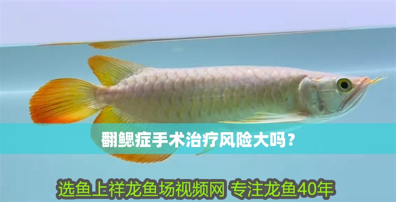 鸚鵡魚和銀龍魚混養怎樣喂食 翻鰓癥手術治療風險大嗎? 龍魚百科 翻鰓癥手術治療風險大嗎? 翻鰓癥手術治療風險大嗎? 龍魚百科