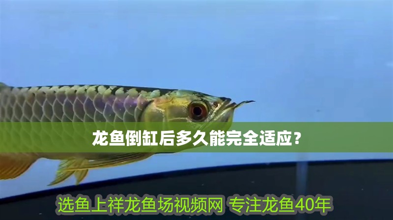 龍魚倒缸后多久能完全適應？