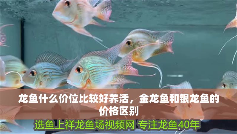 龍魚什么價位比較好養(yǎng)活，金龍魚和銀龍魚的價格區(qū)別 龍魚什么價位比較好養(yǎng)活，金龍魚和銀龍魚的價格區(qū)別 龍魚百科 第2張