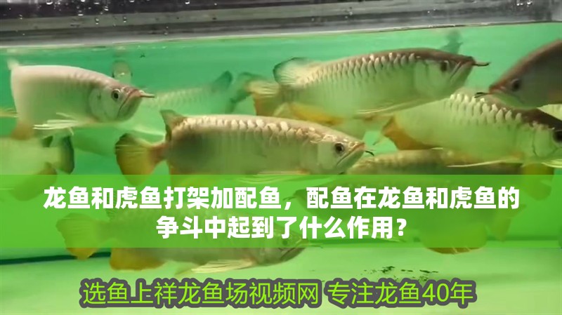 龍魚(yú)和虎魚(yú)打架加配魚(yú)，配魚(yú)在龍魚(yú)和虎魚(yú)的爭(zhēng)斗中起到了什么作用？ 龍魚(yú)和虎魚(yú)打架加配魚(yú)，配魚(yú)在龍魚(yú)和虎魚(yú)的爭(zhēng)斗中起到了什么作用？ 觀賞魚(yú)百科