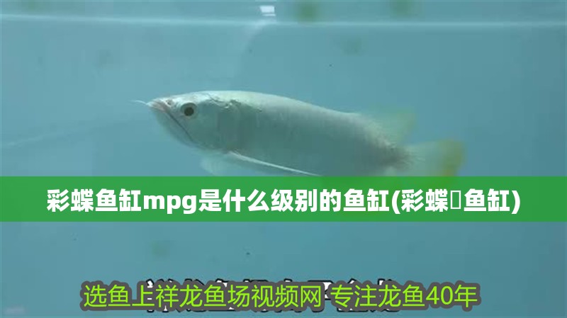 彩蝶魚缸mpg是什么級別的魚缸(彩蝶魟魚缸)