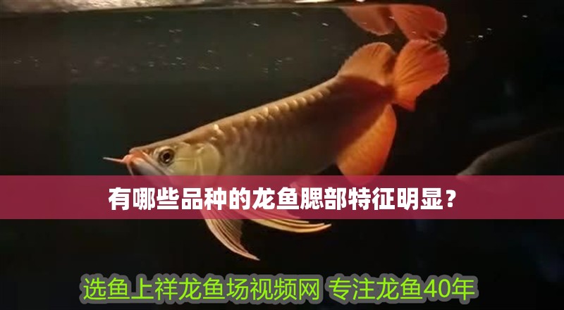 有哪些品種的龍魚腮部特征明顯？