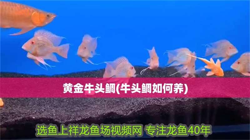 黃金牛頭鯛(牛頭鯛如何養)