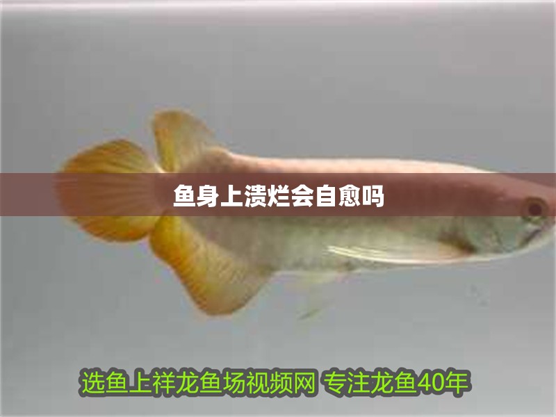魚身上潰爛會(huì)自愈嗎