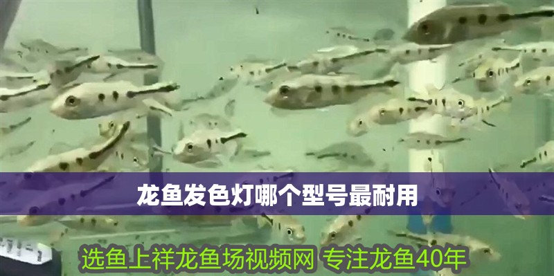 龍魚(yú)發(fā)色燈哪個(gè)型號(hào)最耐用