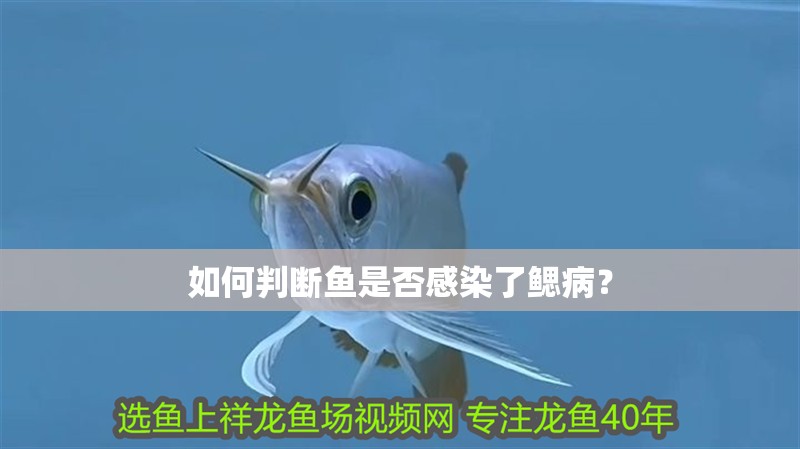如何判斷魚是否感染了鰓病？