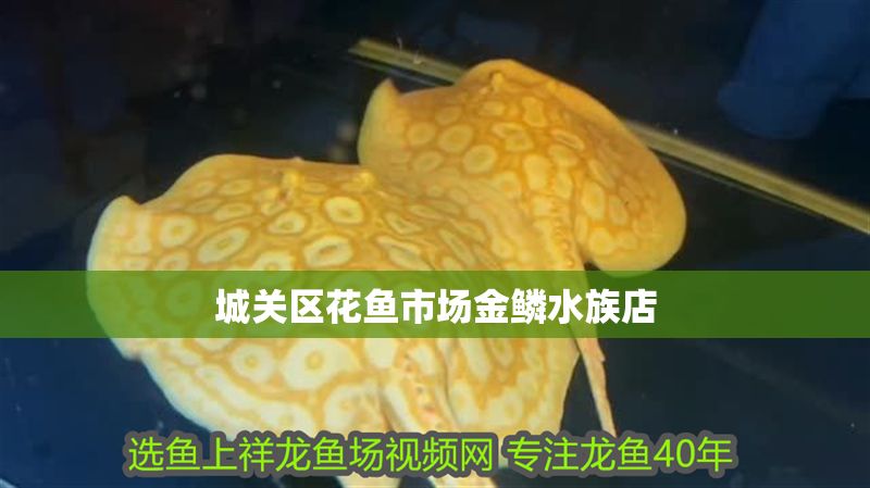 城關區花魚市場金鱗水族店 城關區花魚市場金鱗水族店 全國水族館企業名錄 第1張
