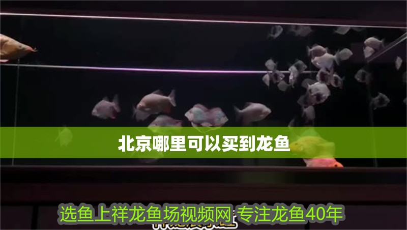 北京哪里可以買到龍魚