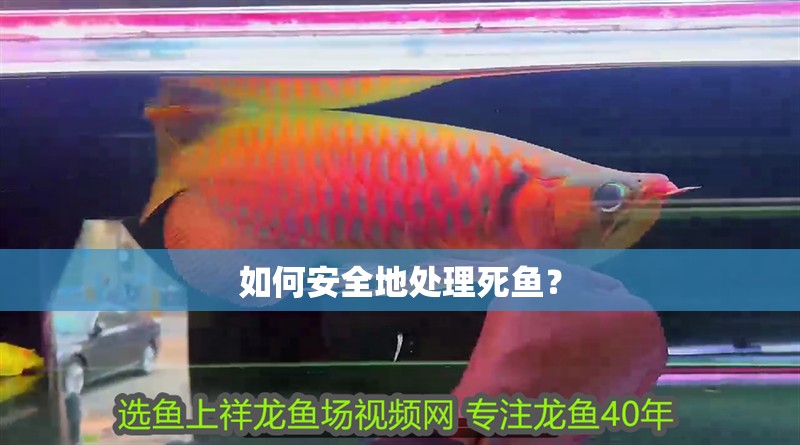 如何安全地處理死魚？