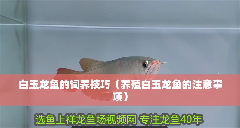 白玉龍魚的飼養技巧（養殖白玉龍魚的注意事項）