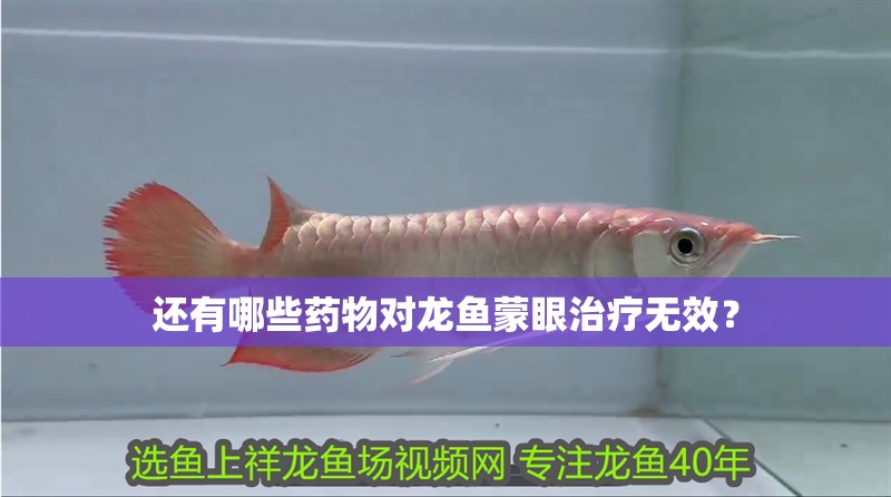 還有哪些藥物對龍魚蒙眼治療無效？ 還有哪些藥物對龍魚蒙眼治療無效？ 龍魚百科
