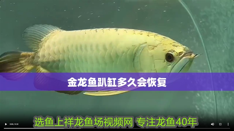 金龍魚趴缸多久會(huì)恢復(fù)