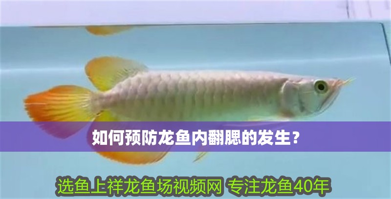 如何預防龍魚內翻腮的發生？