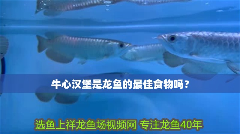 牛心漢堡是龍魚的最佳食物嗎？