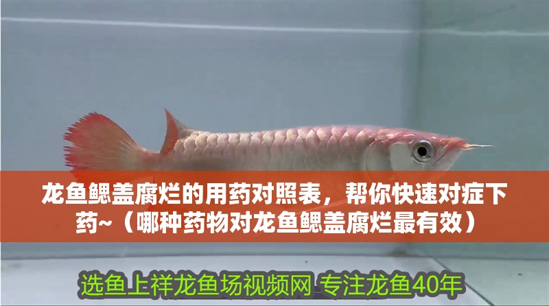 龍魚鰓蓋腐爛的用藥對(duì)照表，幫你快速對(duì)癥下藥~（哪種藥物對(duì)龍魚鰓蓋腐爛最有效）