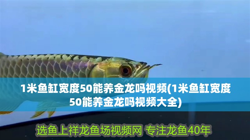 1米魚(yú)缸寬度50能養(yǎng)金龍嗎視頻(1米魚(yú)缸寬度50能養(yǎng)金龍嗎視頻大全) 1米魚(yú)缸寬度50能養(yǎng)金龍嗎視頻(1米魚(yú)缸寬度50能養(yǎng)金龍嗎視頻大全) 觀賞魚(yú)百科