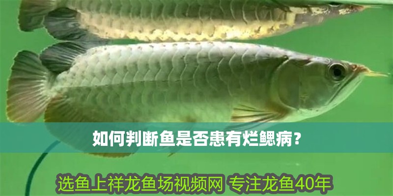 如何判斷魚是否患有爛鰓病？ 如何判斷魚是否患有爛鰓病？ 龍魚百科