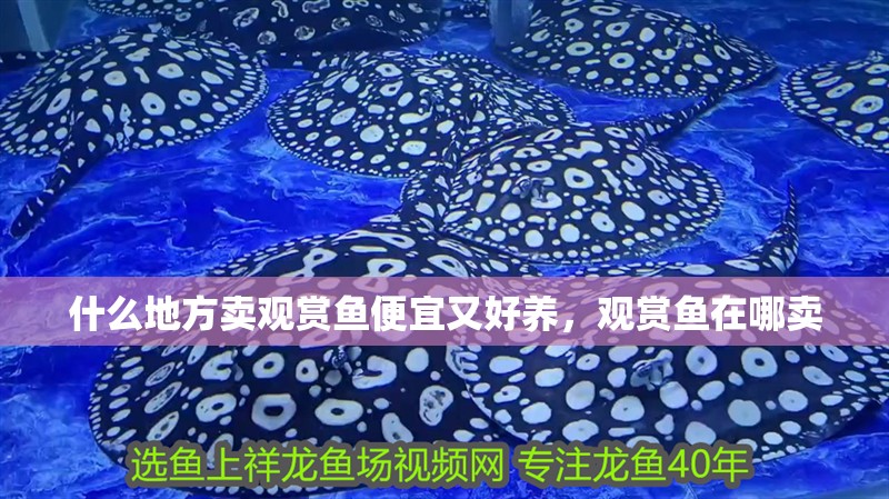 什么地方賣觀賞魚便宜又好養(yǎng)，觀賞魚在哪賣