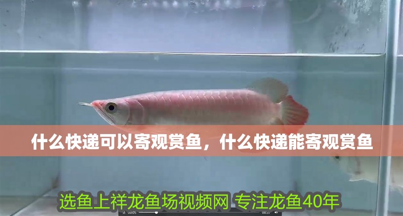 什么快遞可以寄觀賞魚，什么快遞能寄觀賞魚
