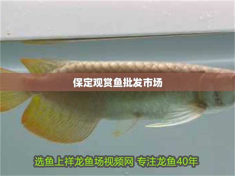 保定觀賞魚批發市場