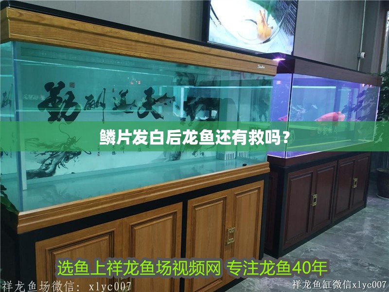 鱗片發(fā)白后龍魚(yú)還有救嗎？