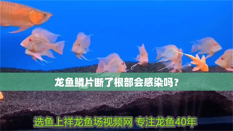 龍魚鱗片斷了根部會感染嗎？