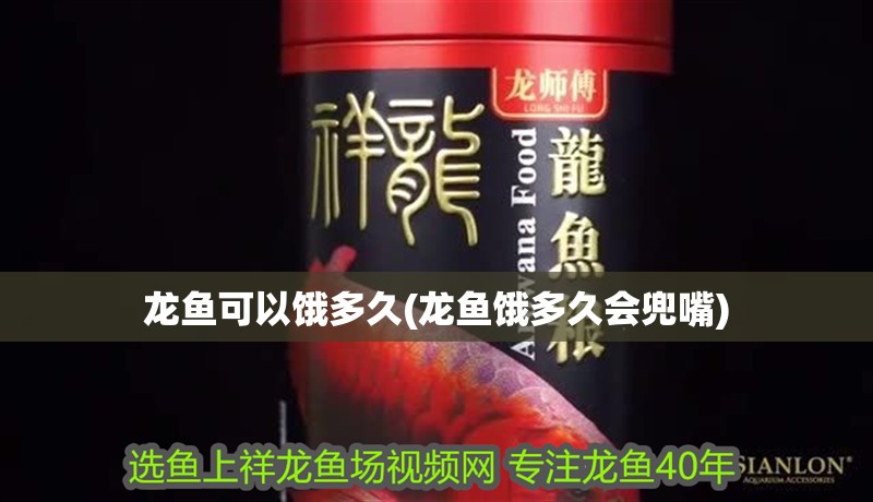 龍魚可以餓多久(龍魚餓多久會兜嘴)