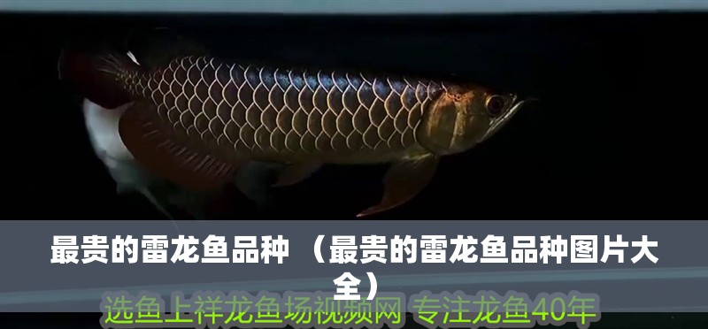 最貴的雷龍魚品種 （最貴的雷龍魚品種圖片大全）