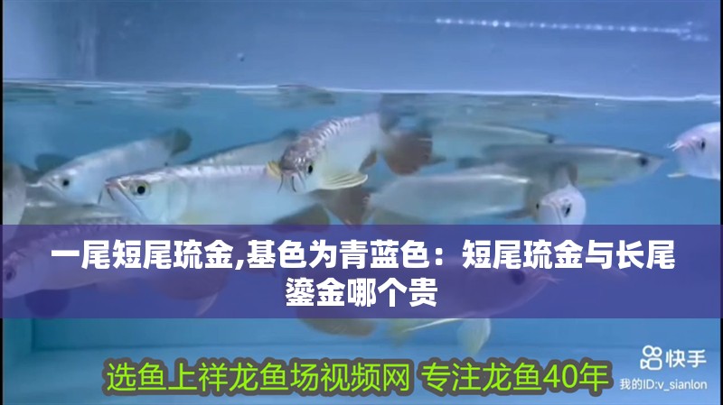 一尾短尾琉金,基色為青藍色：短尾琉金與長尾鎏金哪個貴