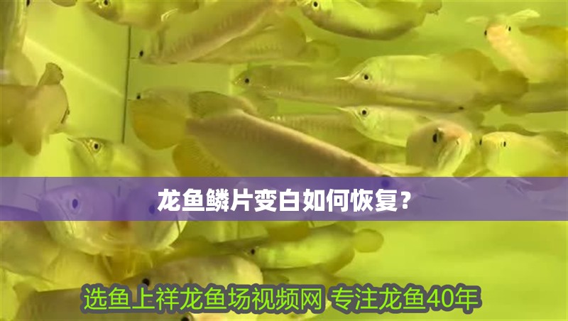 龍魚鱗片變白如何恢復？