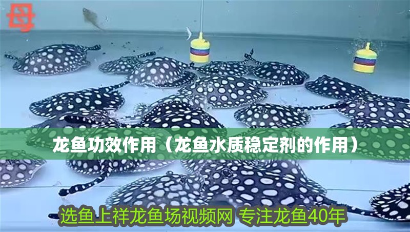 龍魚功效作用（龍魚水質(zhì)穩(wěn)定劑的作用） 龍魚功效作用（龍魚水質(zhì)穩(wěn)定劑的作用） 觀賞魚百科