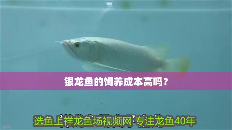 銀龍魚的飼養成本高嗎？