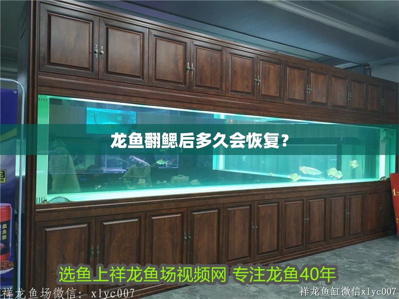 龍魚翻鰓后多久會恢復？