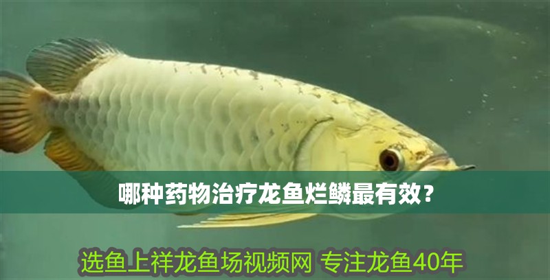 哪種藥物治療龍魚爛鱗最有效？