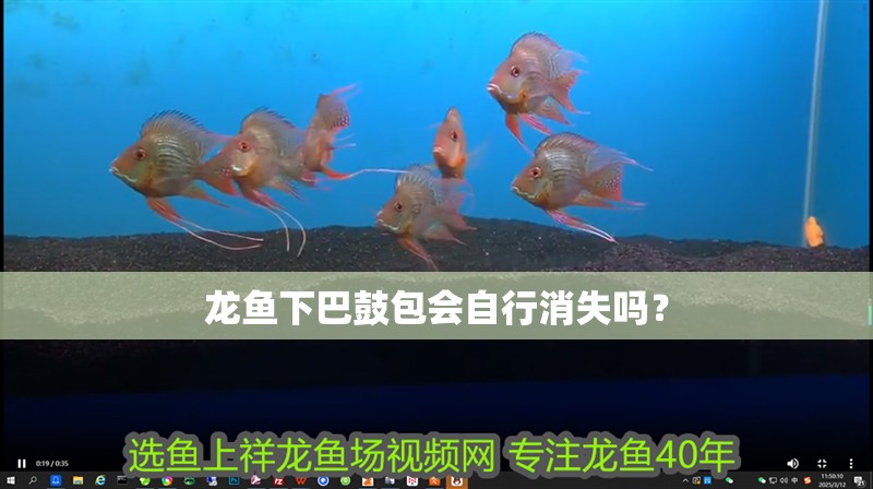 龍魚下巴鼓包會自行消失嗎？