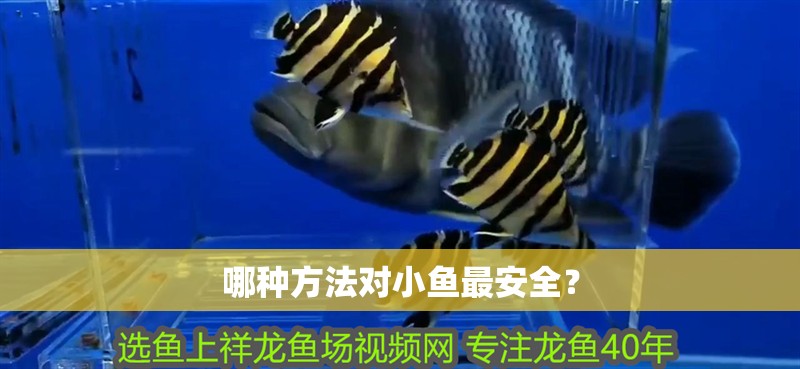 哪種方法對小魚最安全？
