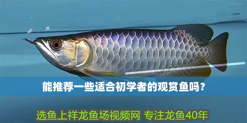 能推薦一些適合初學者的觀賞魚嗎？
