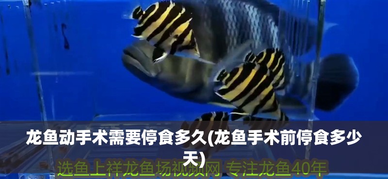 龍魚動手術需要停食多久(龍魚手術前停食多少天)