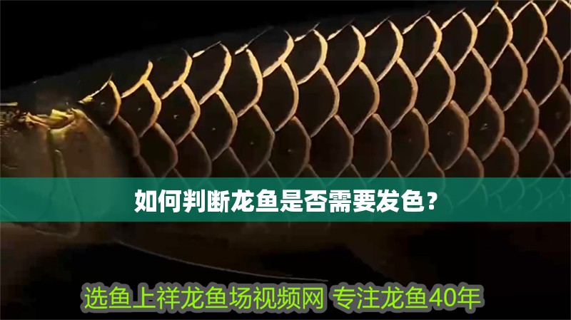 如何判斷龍魚是否需要發色？