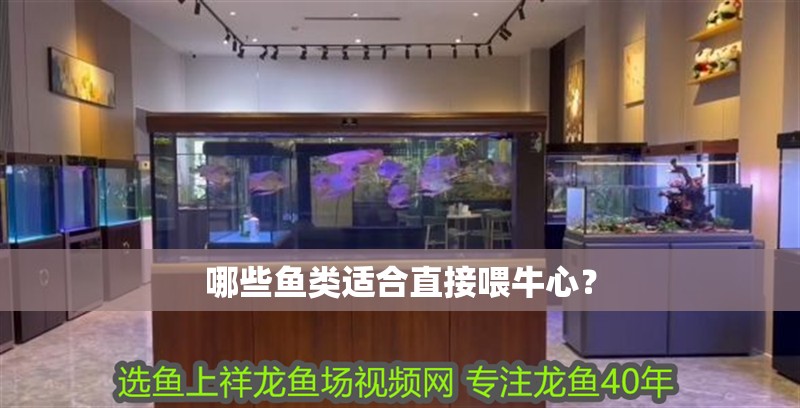哪些魚類適合直接喂牛心？