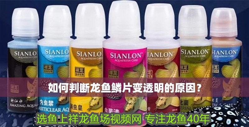 如何判斷龍魚鱗片變透明的原因？
